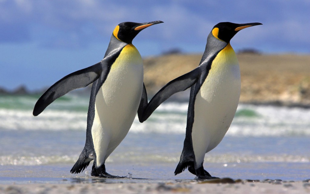 King penguin (Aptenodytes patagonicus) pair coming out of water 'hand in hand', Falkland Islands